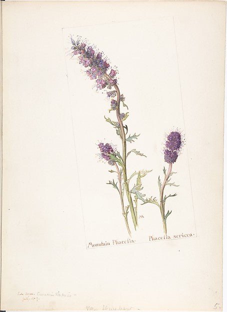 Mountain Phacelia  Phacelia sericea July 1909-Margaret Neilson, vintage art, A3 (16x12") Poster Print