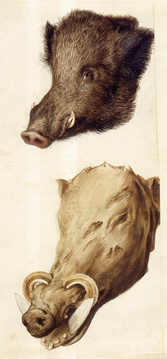 Nature Studies - Boar, vintage artwork by Giuseppe Arcimboldo, A3 (16x12") Poster Print