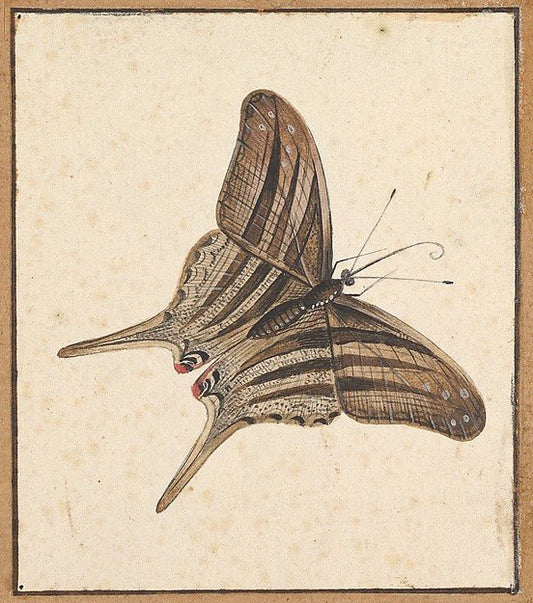 Nicolaas Struyk:A Butterfly early 18th–mid 18th century, vintage artwork, 16x12"(A3) Poster Print