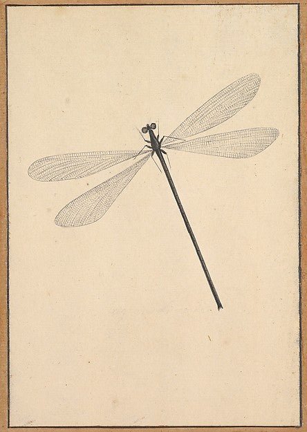Nicolaas Struyk:A Dragonfly early 18th–mid 18th century, vintage artwork, 16x12"(A3) Poster Print