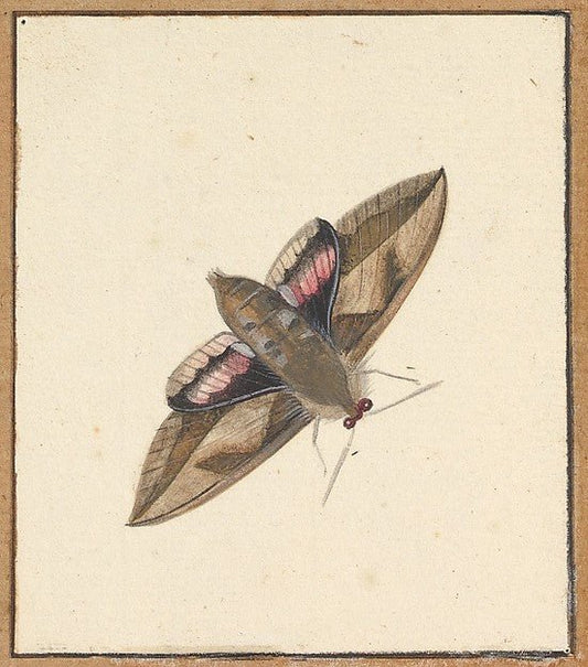 Nicolaas Struyk:A Moth early 18th–mid 18th century, vintage artwork, 16x12"(A3) Poster Print