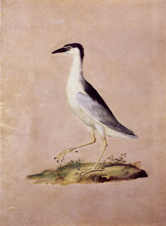 Night Heron, vintage artwork by Giuseppe Arcimboldo, A3 (16x12") Poster Print