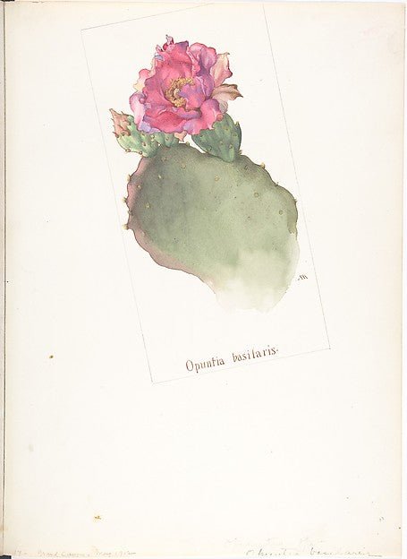 Opuntia Basilaris May 1912-Margaret Neilson Armstrong , vintage art, A3 (16x12") Poster Print