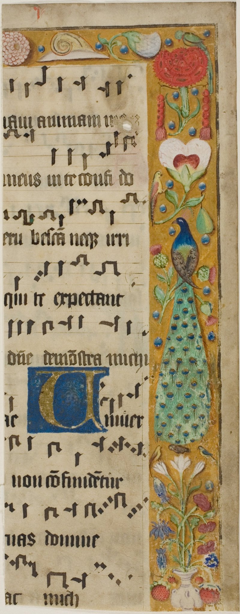 Peacock, Birds, Flowers, Fruit and a Snail in a Decorated Border, with an Illuminated Initial "U" from a Choir Book by  European,23x16"( A2 size ) Poster Print
