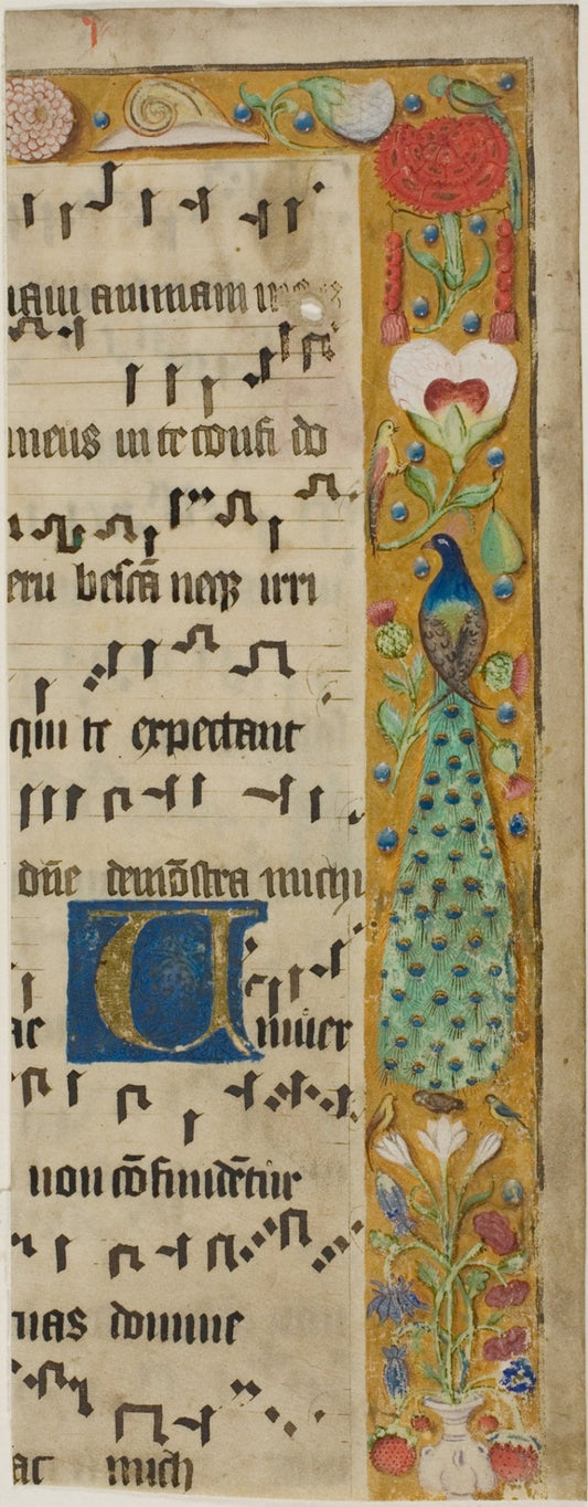 Peacock, Birds, Flowers, Fruit and a Snail in a Decorated Border, with an Illuminated Initial "U" from a Choir Book by  European,23x16"( A2 size ) Poster Print