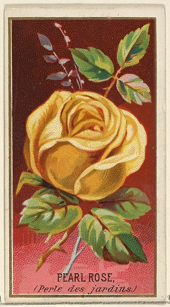 :Pearl Rose  from the Flowers series for Old Judge Cigarettes 1890, vintage artwork, 16x12"(A3) Poster Print