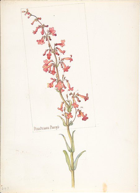 Penstemon Parryi 1909–14-Margaret Neilson Armstrong , vintage art, A3 (16x12") Poster Print