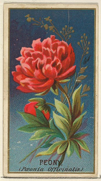 :Peony  from the Flowers series for Old Judge Cigarettes 1890, vintage artwork, 16x12"(A3) Poster Print