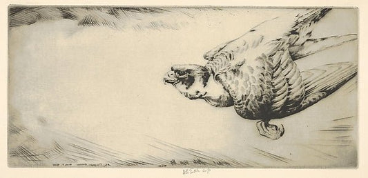 Peregrine Falcon Soaring 1929-Henry Emerson Tuttle , vintage art, A3 (16x12") Poster Print