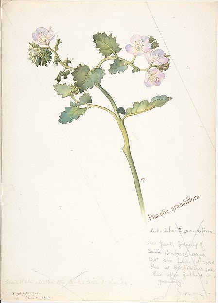 Phacelia Grandiflora June 4, 1912-Margaret Neilson Armstrong , vintage art, A3 (16x12") Poster Print