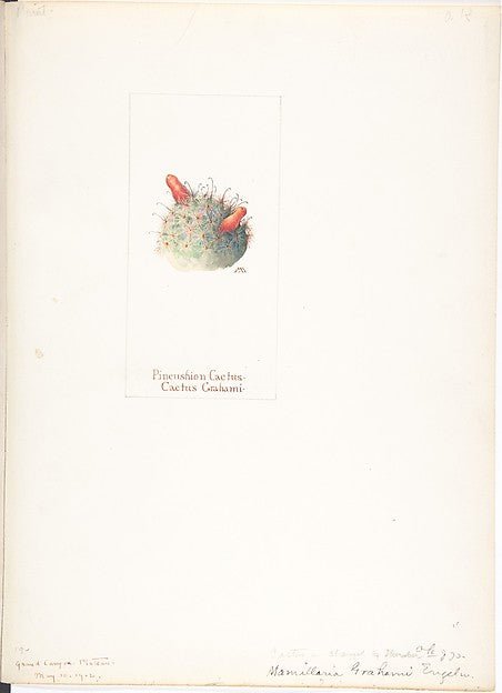 Pincushion Cactus  Cactus Grahami May 10, 1912-Margaret Neilso, vintage art, A3 (16x12") Poster Print