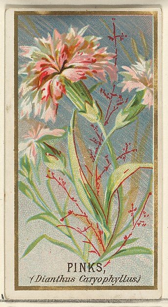 :Pinks  from the Flowers series for Old Judge Cigarettes 1890, vintage artwork, 16x12"(A3) Poster Print