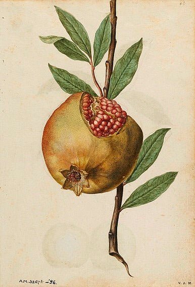 Pomegranate, vintage artwork by Jacques le Moyne de Morgues, A3 (16x12") Poster Print