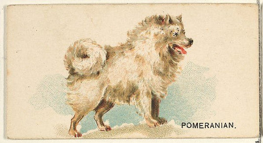 :Pomeranian from the Dogs of the World series for Old Judge Cigarettes 1890, vintage artwork, 16x12"(A3) Poster Print