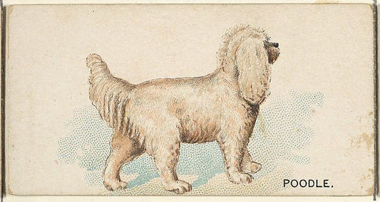 :Poodle from the Dogs of the World series for Old Judge Cigarettes 1890, vintage artwork, 16x12"(A3) Poster Print