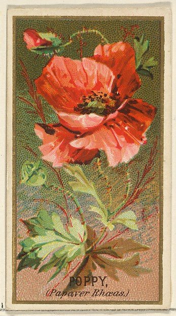 :Poppy  from the Flowers series for Old Judge Cigarettes 1890, vintage artwork, 16x12"(A3) Poster Print