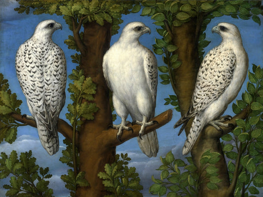 Portrait of a Gyrfalcon, Viewed from Three Sides, vintage artwork by Italian School 16th Century - Unknown, A3 (16x12") Poster Print