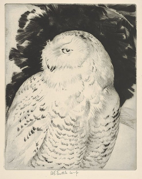 Portrait: Snowy Owl 1934-Henry Emerson Tuttle , vintage art, A3 (16x12") Poster Print