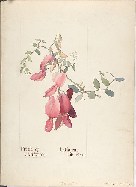 Pride of California  Lathyrus Splendens April 10, 1914-Margare, vintage art, A3 (16x12") Poster Print