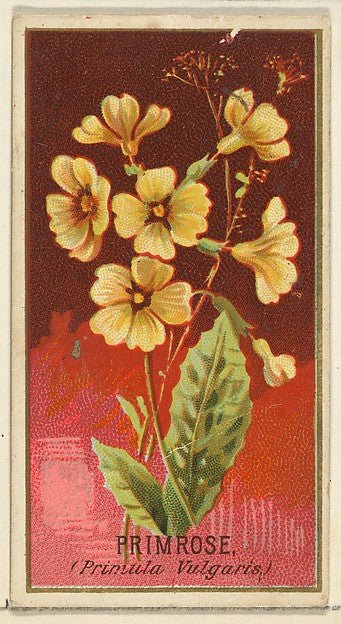 :Primrose  from the Flowers series for Old Judge Cigarettes 1890, vintage artwork, 16x12"(A3) Poster Print