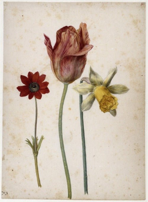 Prunkanemone, Tulpe und Trompetennarzisse      Prunkanemone, Tulpe und Trompetennarzisse, vintage artwork by Georg Flegel, A3 (16x12") Poster Print
