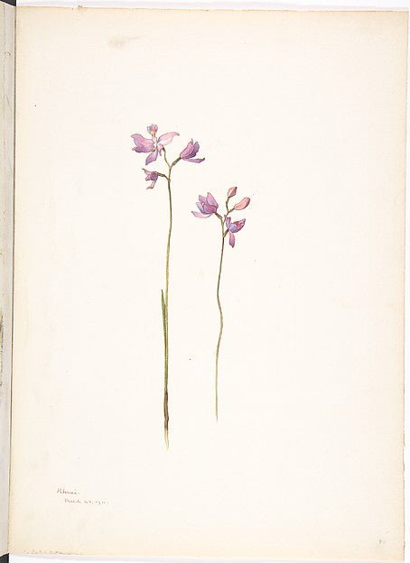 Purple Orchids or Lilies March 24, 1911-Margaret Neilson Armst, vintage art, A3 (16x12") Poster Print