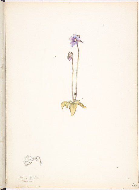 Purple Pinguicula March, 1911-Margaret Neilson Armstrong , vintage art, A3 (16x12") Poster Print