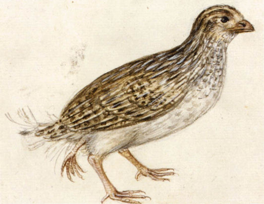 Quail with Three Feet, vintage artwork by Giuseppe Arcimboldo, A3 (16x12") Poster Print
