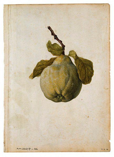 Quince, vintage artwork by Jacques le Moyne de Morgues, A3 (16x12") Poster Print