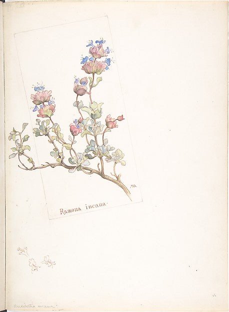 Ramona Incana 1909–14-Margaret Neilson Armstrong , vintage art, A3 (16x12") Poster Print