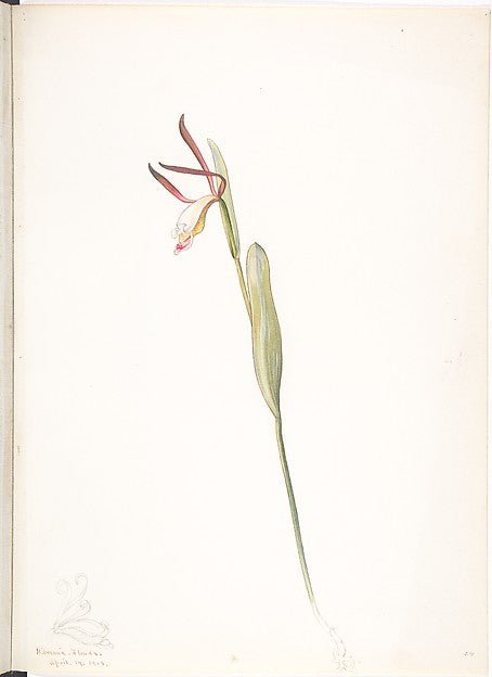 Red and White Orchid April 14, 1918-Margaret Neilson Armstrong, vintage art, A3 (16x12") Poster Print