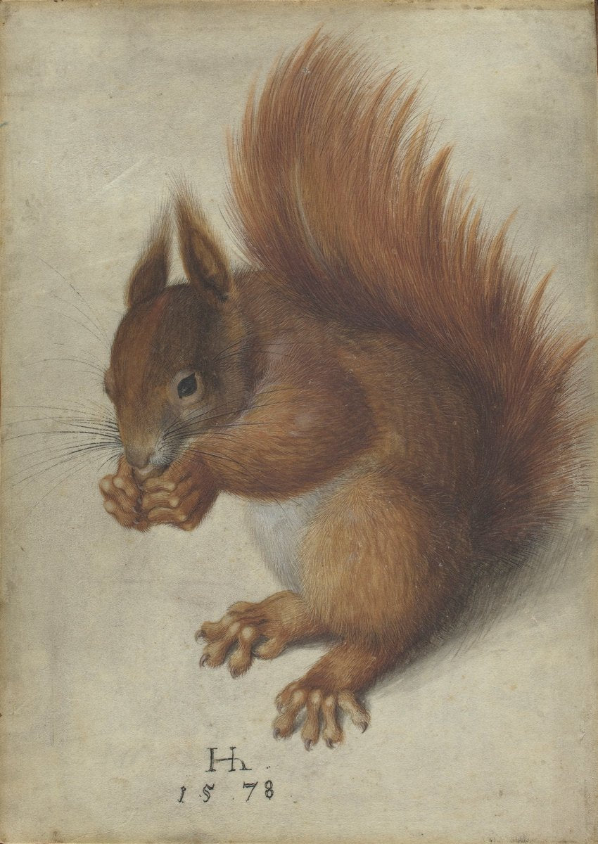 Red Squirrel, vintage artwork by Hans Hoffmann, A3 (16x12") Poster Print