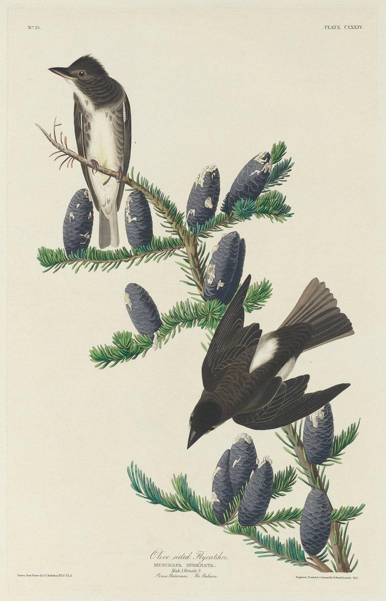 Robert Havell after John James Audubon:Olive-sided Flycatche,16x12"(A3) Poster