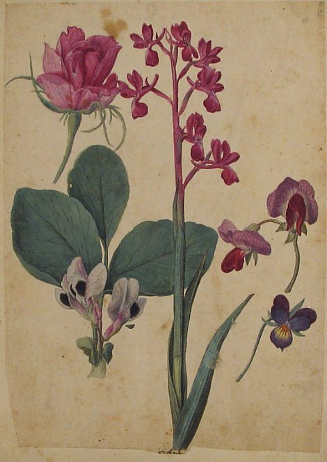 Rose, Heartsease, Sweet Pea, Lax-flowered Orchid, vintage artwork by Jacques le Moyne de Morgues, A3 (16x12") Poster Print