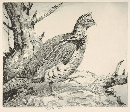 Ruffled Grouse 1935-Henry Emerson Tuttle , vintage art, A3 (16x12") Poster Print