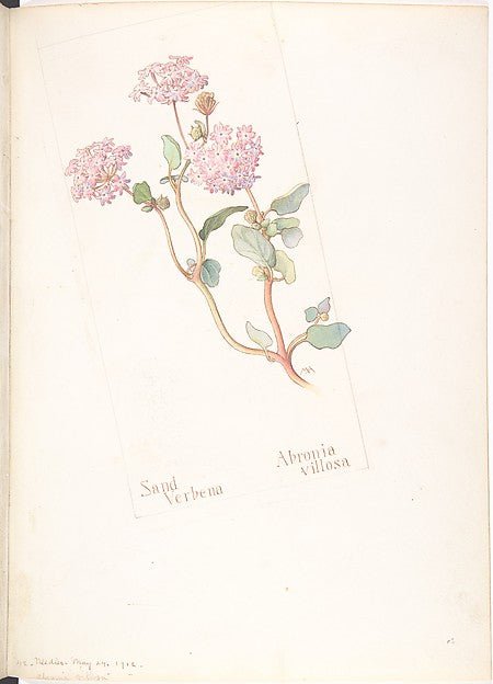 Sand Verbena  Abronia villosa May 24, 1912-Margaret Neilson Ar, vintage art, A3 (16x12") Poster Print