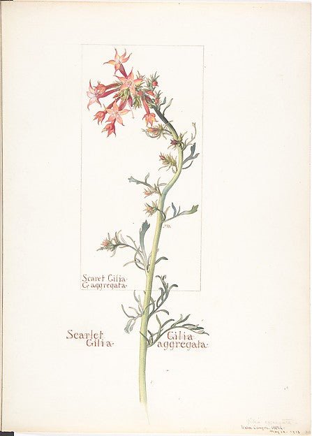 Scarlet Gilia  Gilila aggregata May 18, 1913-Margaret Neilson , vintage art, A3 (16x12") Poster Print