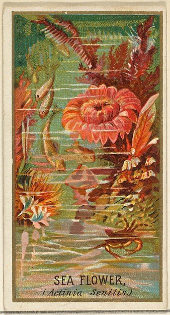 :Sea Flower  from the Flowers series for Old Judge Cigarettes 1890, vintage artwork, 16x12"(A3) Poster Print