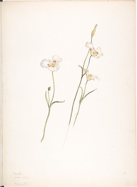 Sego Lilies  Chalocortus nutallii June 1909-Margaret Neilson A, vintage art, A3 (16x12") Poster Print