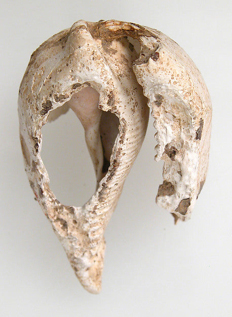 :Shell 6th–7th century-16x12"(A3) Poster