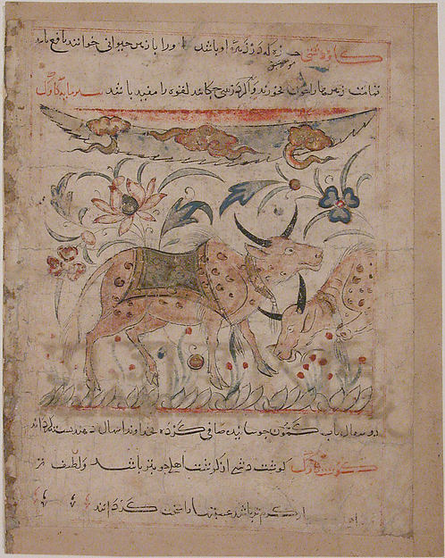 :"Oxen amongst Foliage" Folio from a Manafi' al-Hayawan of I-16x12"(A3) Poster