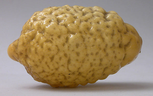 :Citron probably 18th–19th century-16x12"(A3) Poster