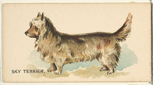 :Sky Terrier from the Dogs of the World series for Old Judge Cigarettes 1890, vintage artwork, 16x12"(A3) Poster Print