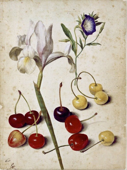 Spanish iris, morning glory and cherries, vintage artwork by Georg Flegel, A3 (16x12") Poster Print