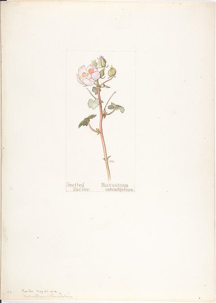 Spotted Mallow  Malvastrum rotundifolium May 25, 1912-Margaret, vintage art, A3 (16x12") Poster Print