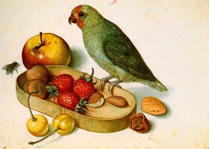 Still-life with Pygmy Parrot, vintage artwork by Georg Flegel, A3 (16x12") Poster Print