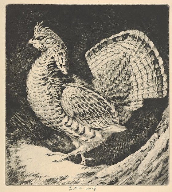 Strutting Cock 1932-Henry Emerson Tuttle , vintage art, A3 (16x12") Poster Print