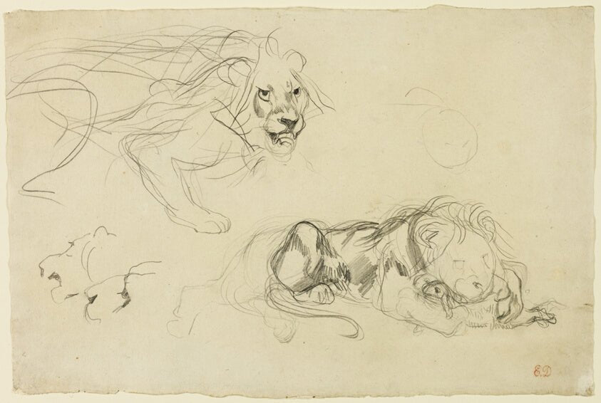 Studies of Lions by  Eugène Delacroix, 23x16"( A2 size) Poster Print
