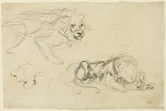 Studies of Lions by  Eugène Delacroix, 23x16"( A2 size) Poster Print