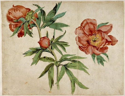 Studies of Peonies, vintage artwork by Martin Schongauer, A3 (16x12") Poster Print